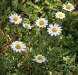 Anthemis ruthenica