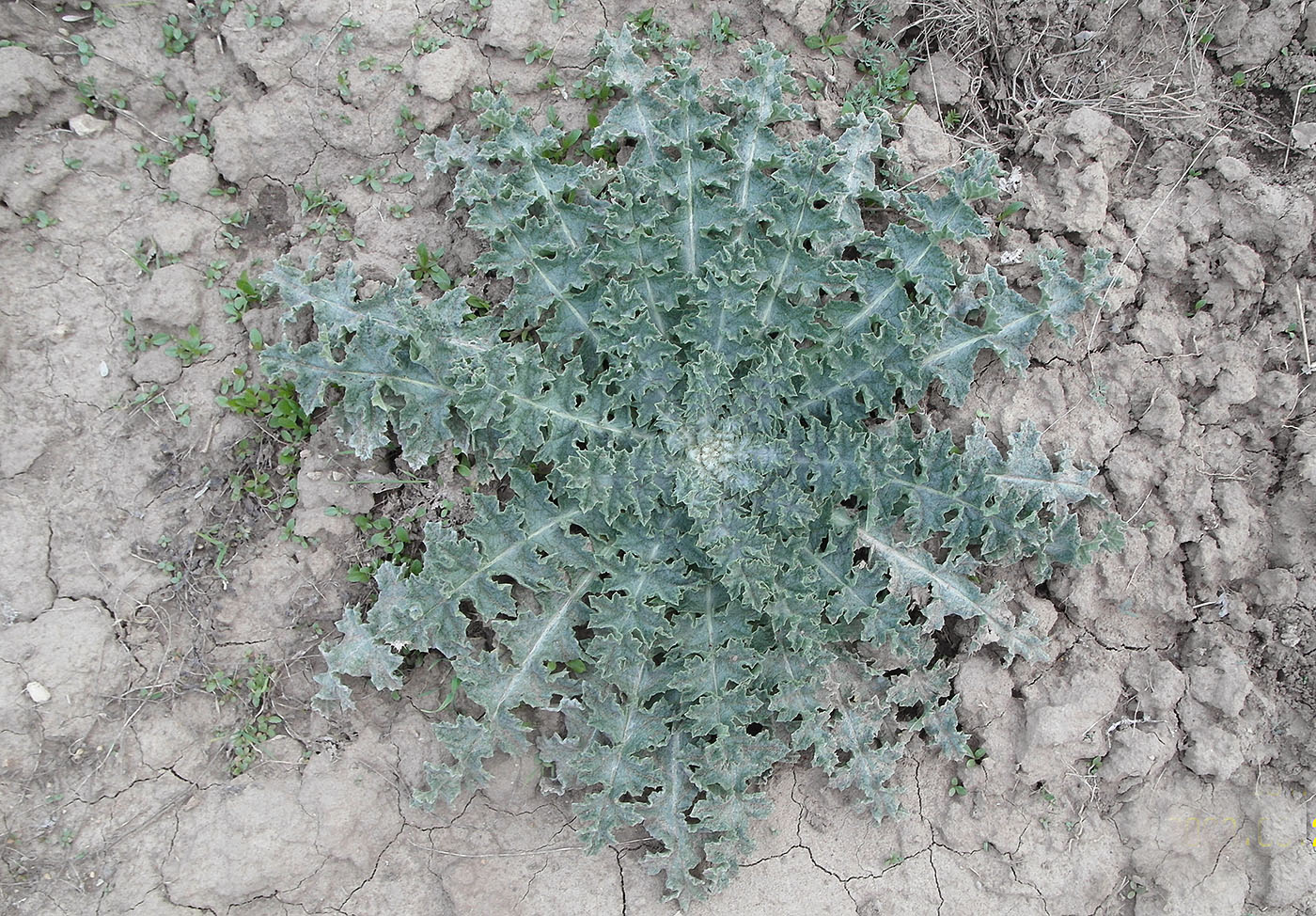 Image of Onopordum acanthium specimen.