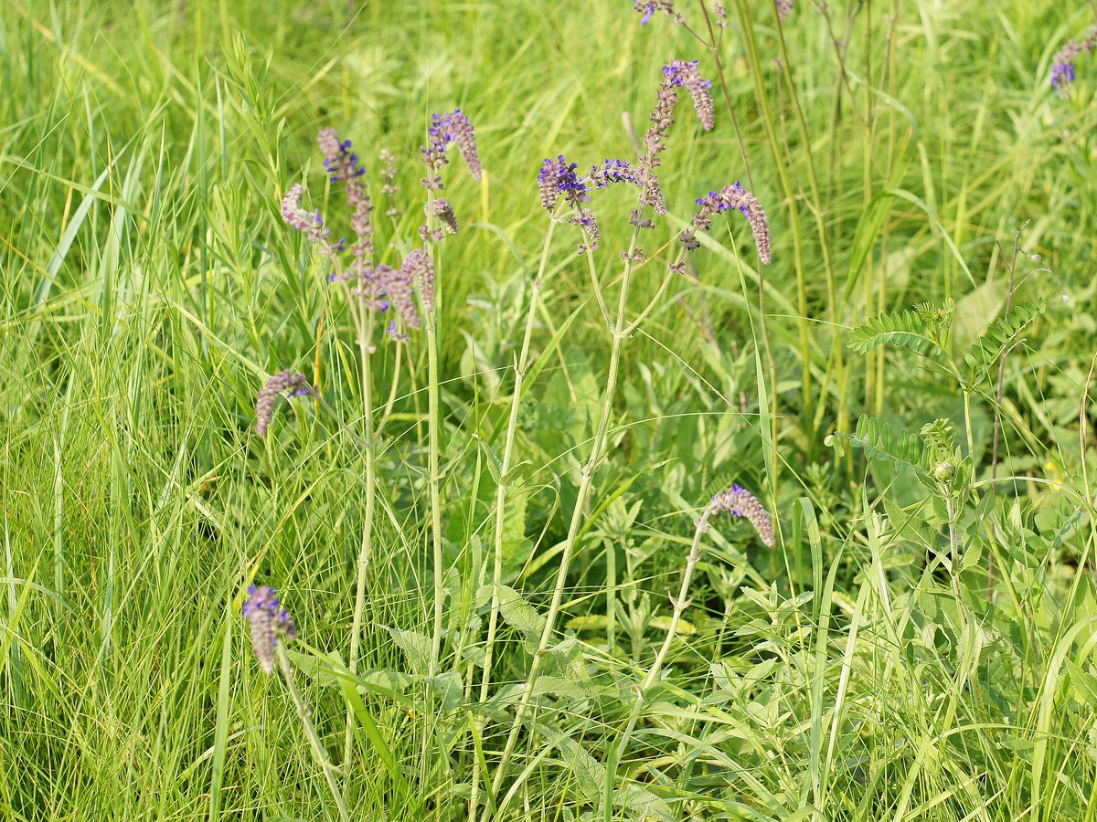 Image of Salvia betonicifolia specimen.