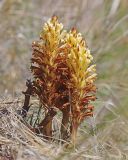 Orobanche pycnostachya. Цветущие растения. Забайкальский край, Ононский р-н, окр. оз. Зун-Торей, гора Куку-Хадан, горная степь. 27.06.2022.