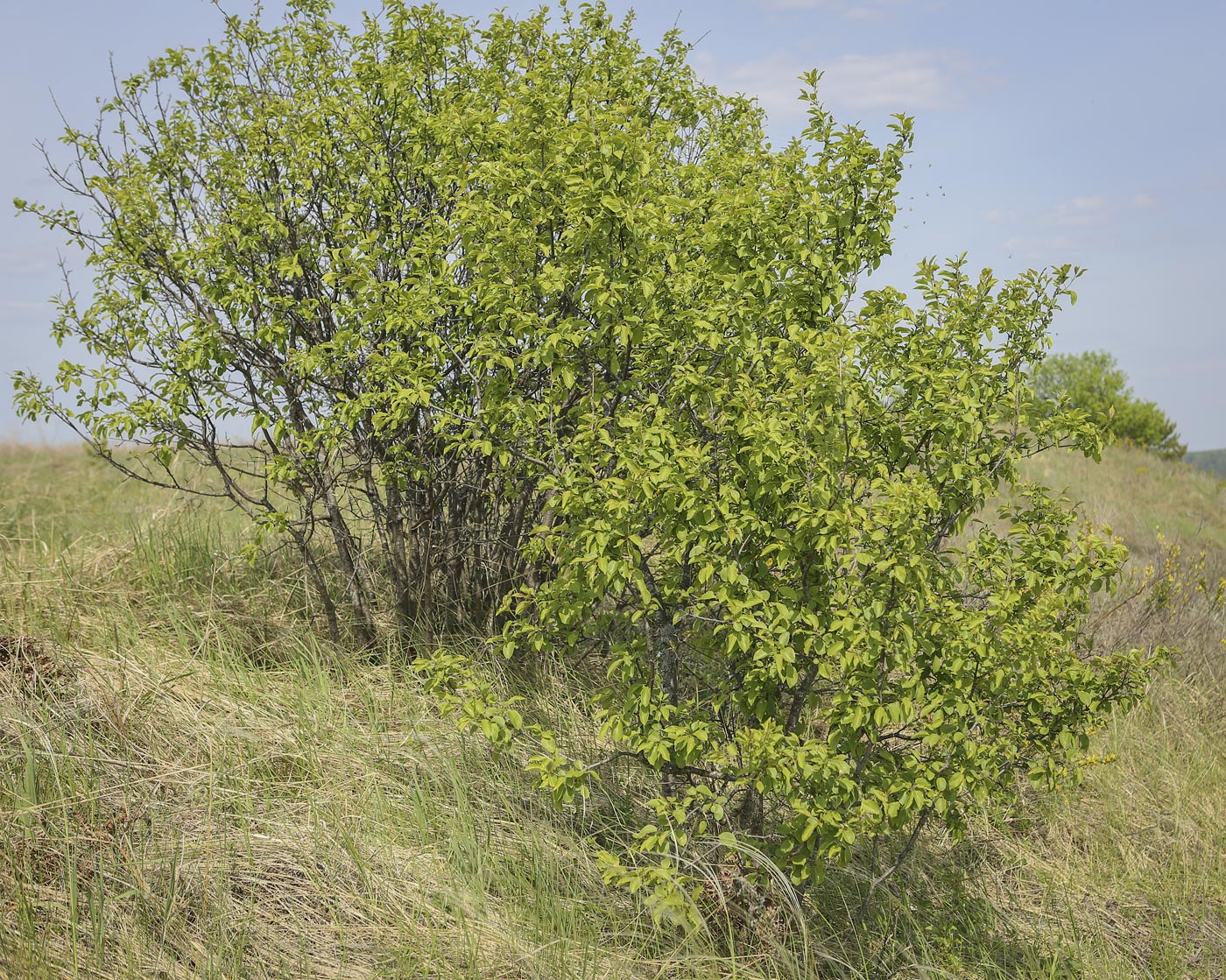 Изображение особи Rhamnus cathartica.