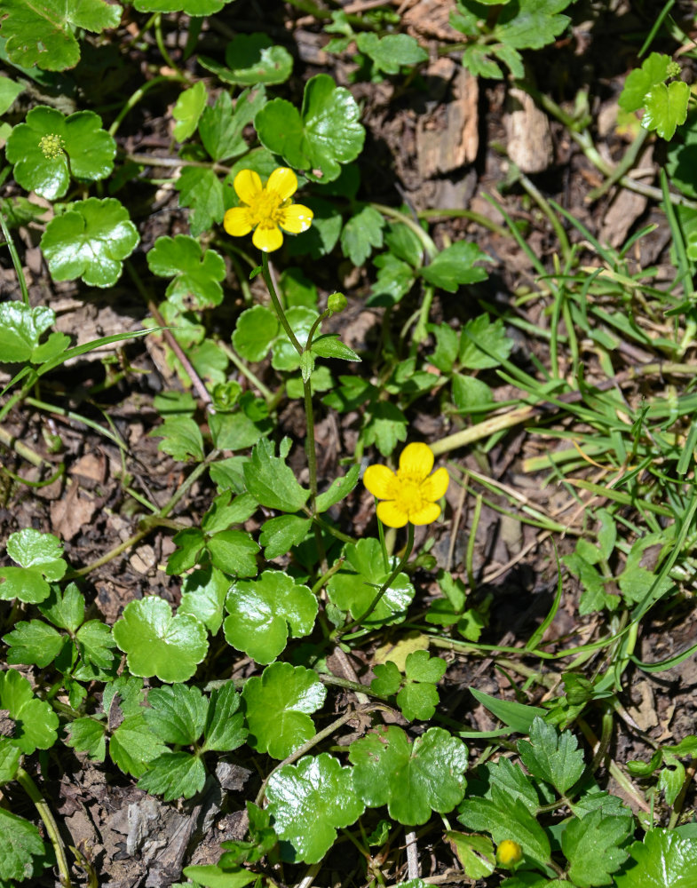 Изображение особи род Ranunculus.