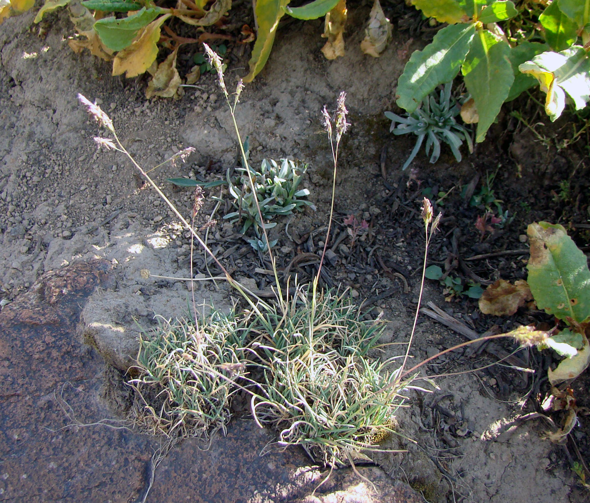 Image of Puccinellia subspicata specimen.