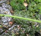 Drosera filiformis