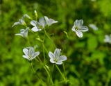 Cerastium pauciflorum. Цветки и бутоны. Свердловская обл., Краснотурьинский ГО, долина р. Каква, левый берег, напротив Камня Ступеньки, опушка смешанного леса. 10 июня 2023 г.