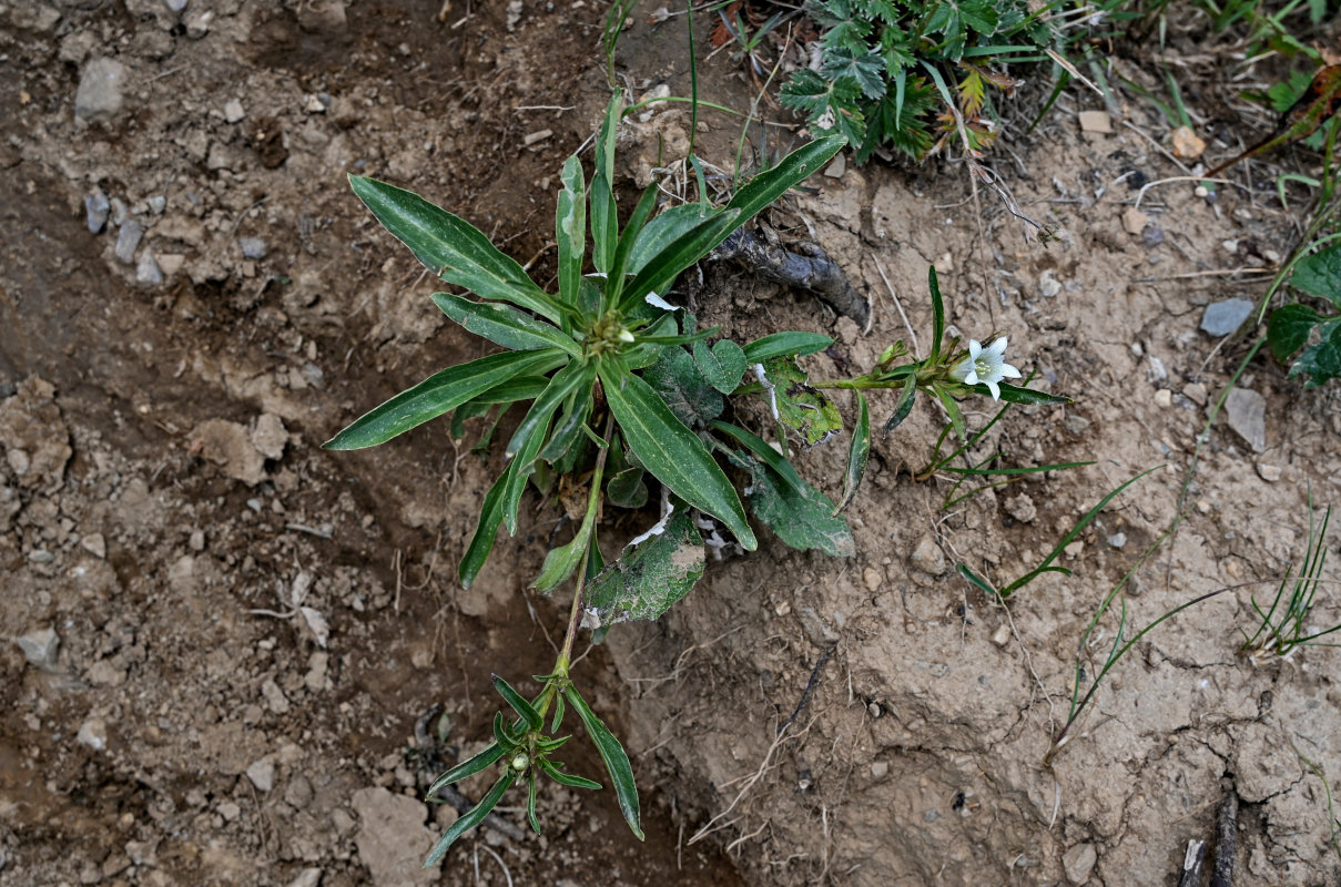 Image of Gentiana olgae specimen.