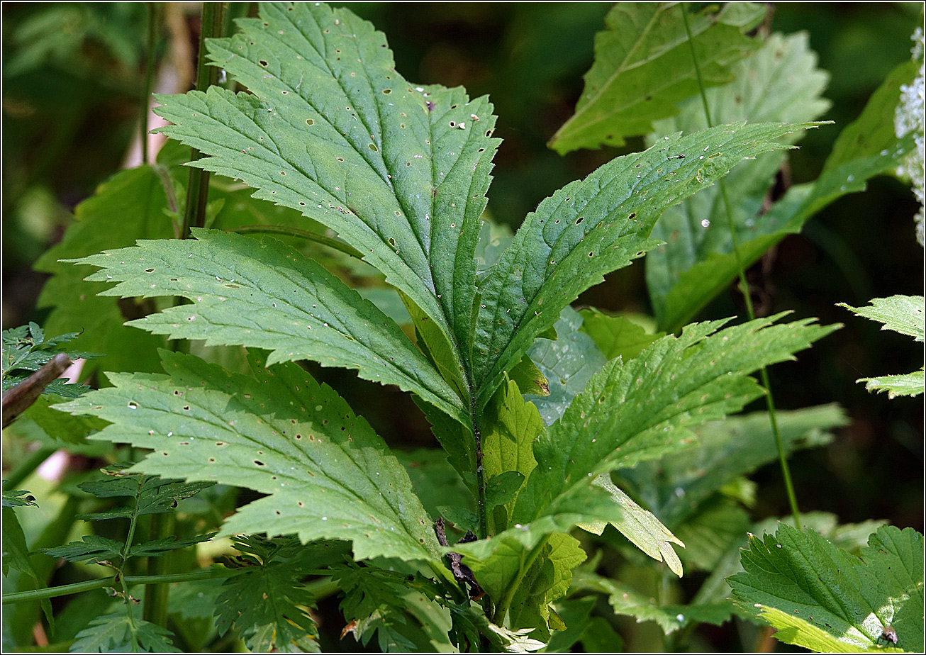 Image of Geum rivale specimen.