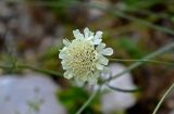 Scabiosa ochroleuca