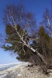 Betula platyphylla