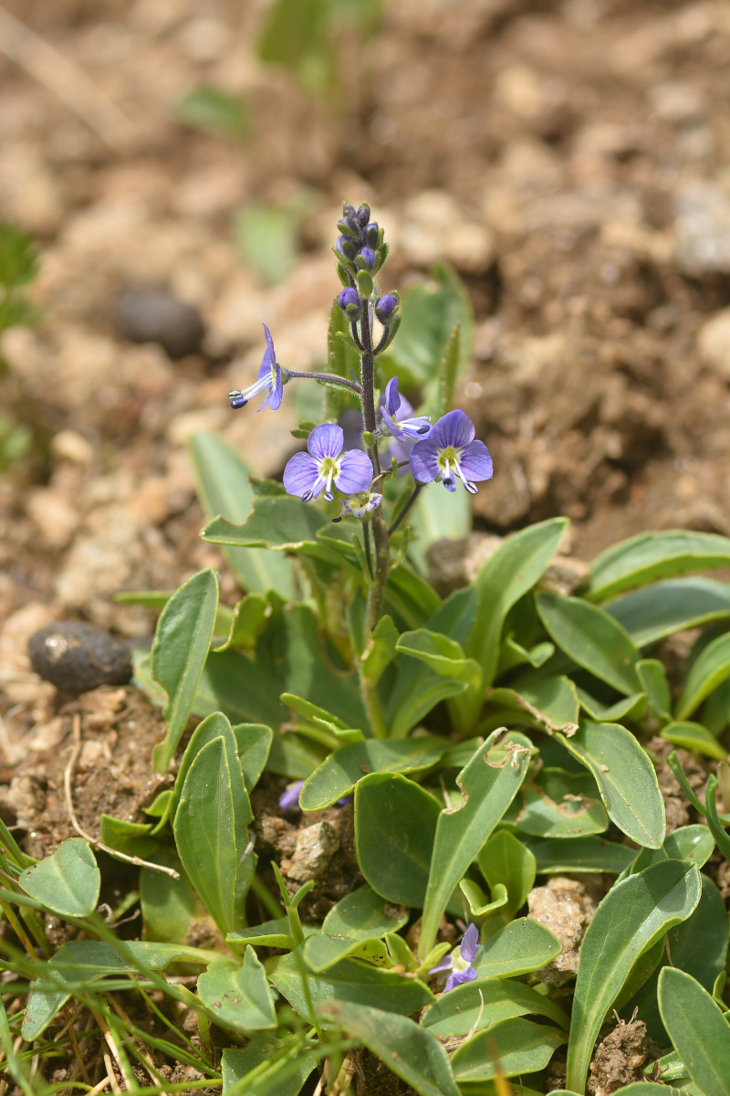 Image of Veronica gentianoides specimen.