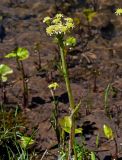 Petasites radiatus. Цветущее растение. Хакасия, Орджоникидзевский р-н, долина р. Сарала, в воде у берега. 09.06.2022.