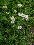 Leucanthemum vulgare. Цветущие растения. Грузия, Имеретия, окр. водопада Кинчха, опушка широколиственного леса. 15.06.2023.