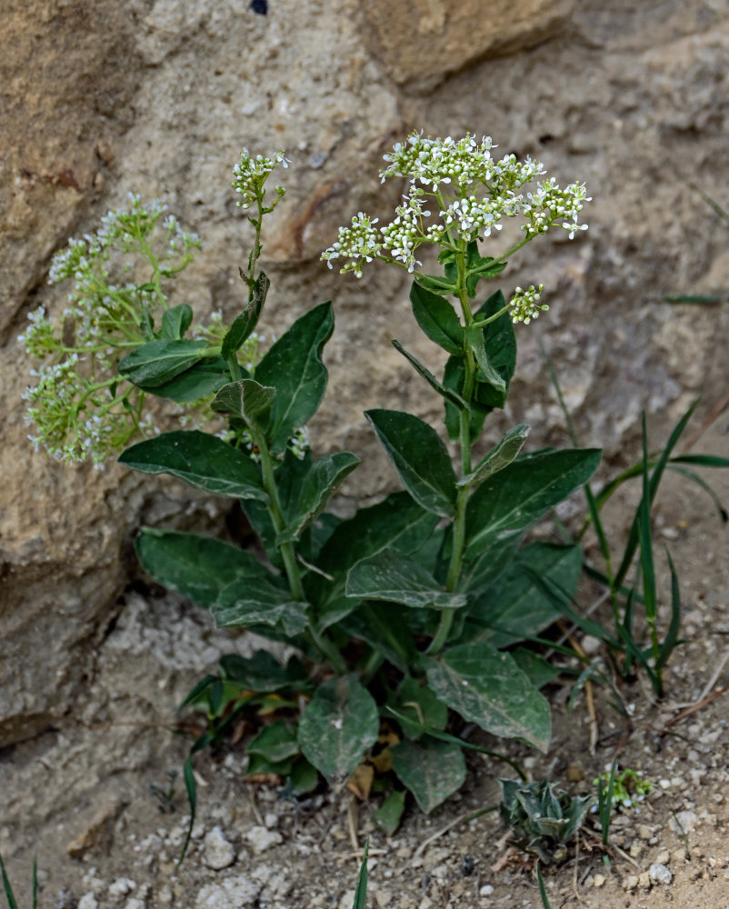 Image of Cardaria draba specimen.