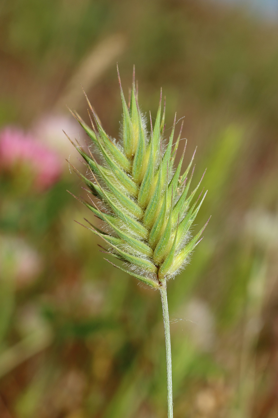 Image of Eremopyrum orientale specimen.