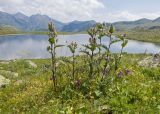 Cirsium pugnax