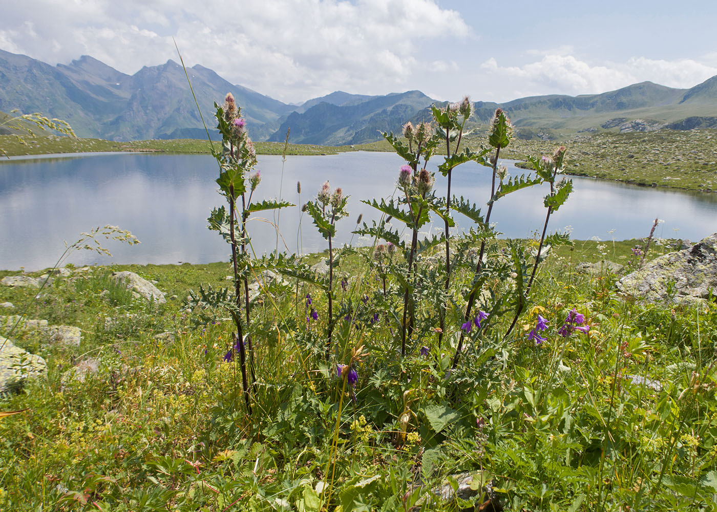 Image of Cirsium pugnax specimen.