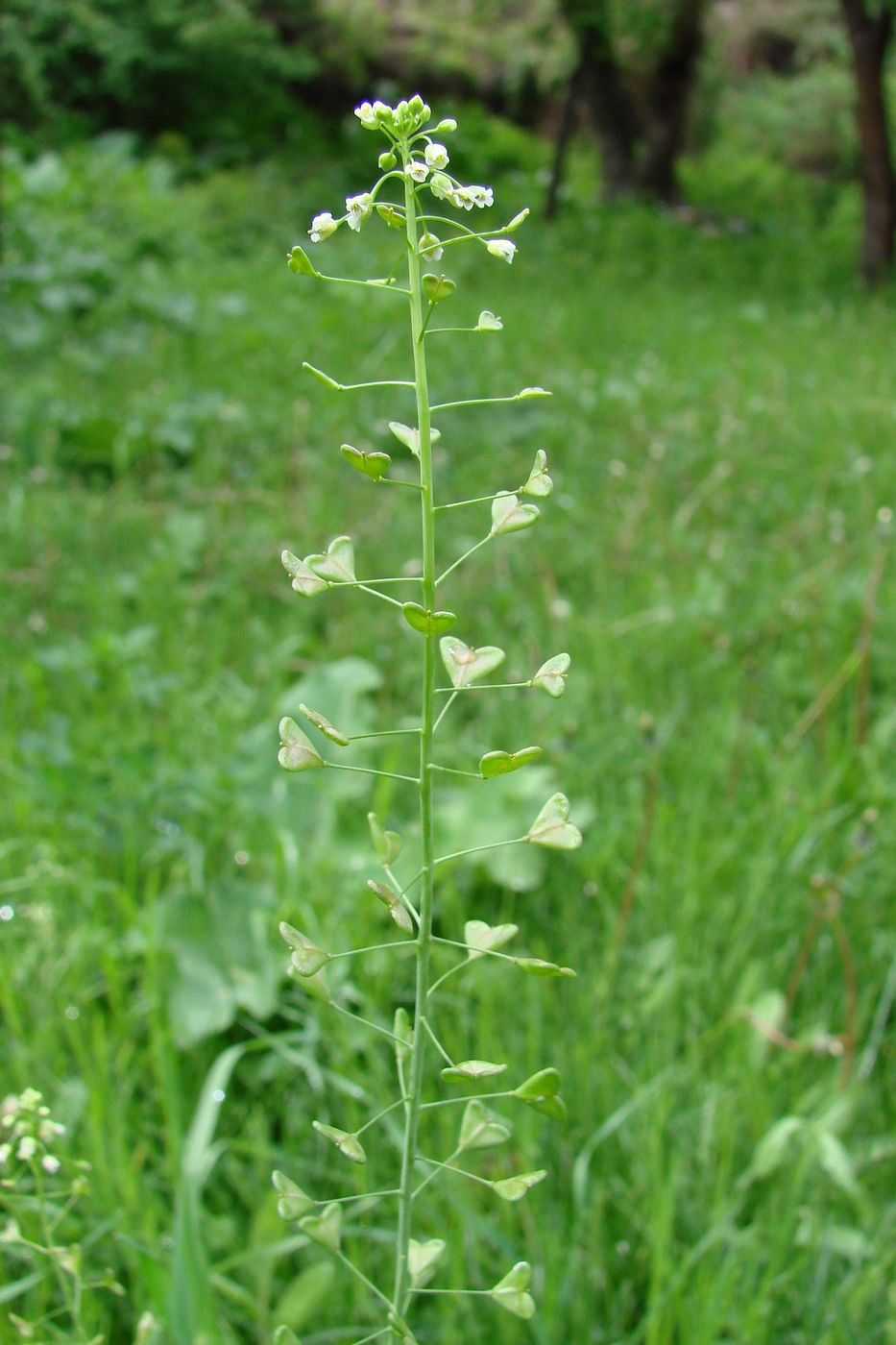 Изображение особи Capsella bursa-pastoris.