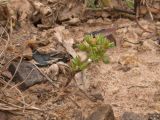 Scleranthus verticillatus. Цветущее растение. Краснодарский край, Темрюкский р-н, гора Дубовый Рынок, сухой глинистый участок в дубовой роще. 20.05.2017.