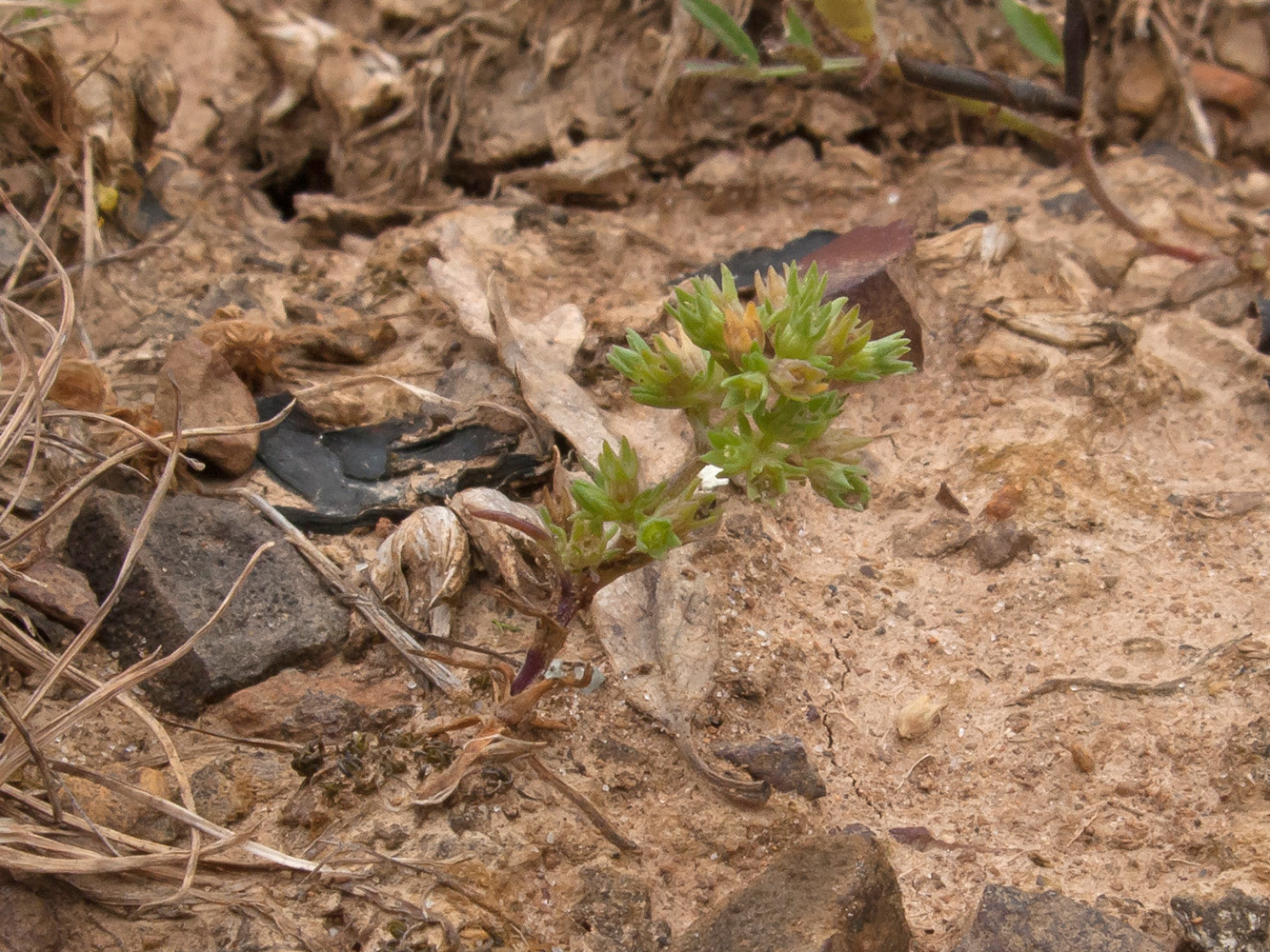 Изображение особи Scleranthus verticillatus.