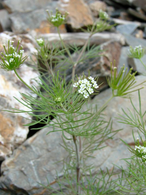 Изображение особи Scandix stellata.