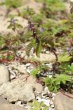 Mentha arvensis. Расцветающее растение в сообществе с Potentilla anserina. Новгородская обл., геологический памятник \"Ильменский глинт\", окр. дер. Ретлё, побережье оз. Ильмень, каменистый (известняковый) пляж, зона заплеска, прибрежный луг. 25.07.2023.