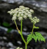 Conioselinum chinense. Верхушка побега с соцветиями. Сахалин, гор. округ Долинский, мыс Острый, у подножия скалы. 13.08.2023.