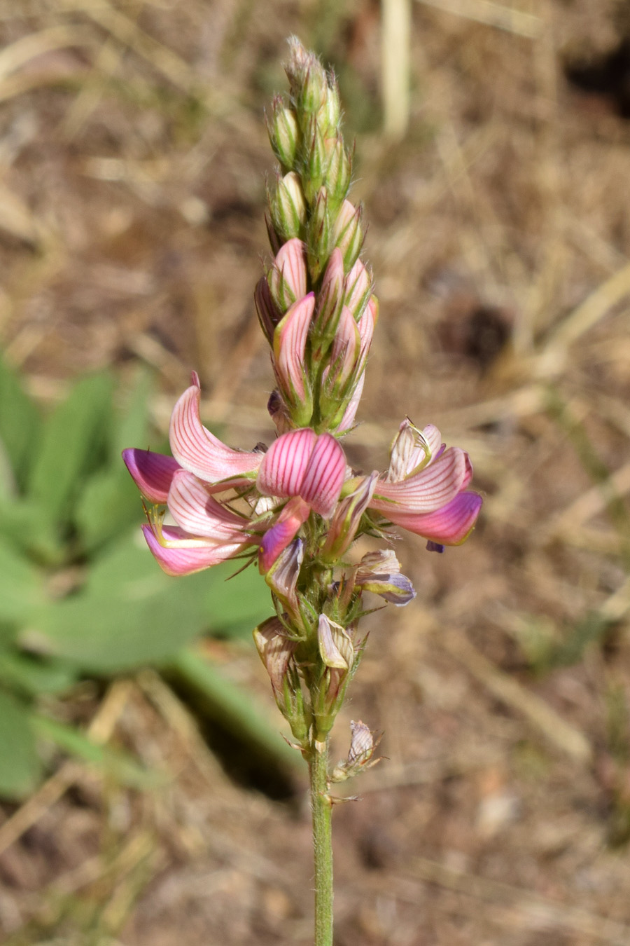 Image of Onobrychis arenaria specimen.