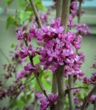 Cercis siliquastrum. Соцветие. Абхазия, Гагрский р-н, с. Лдзаа, озеленение. 11.04.2024.