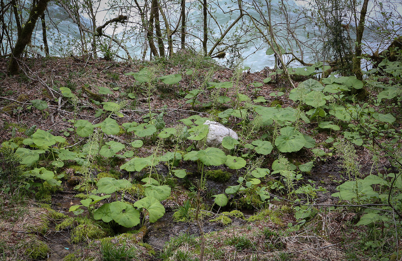 Image of Petasites albus specimen.