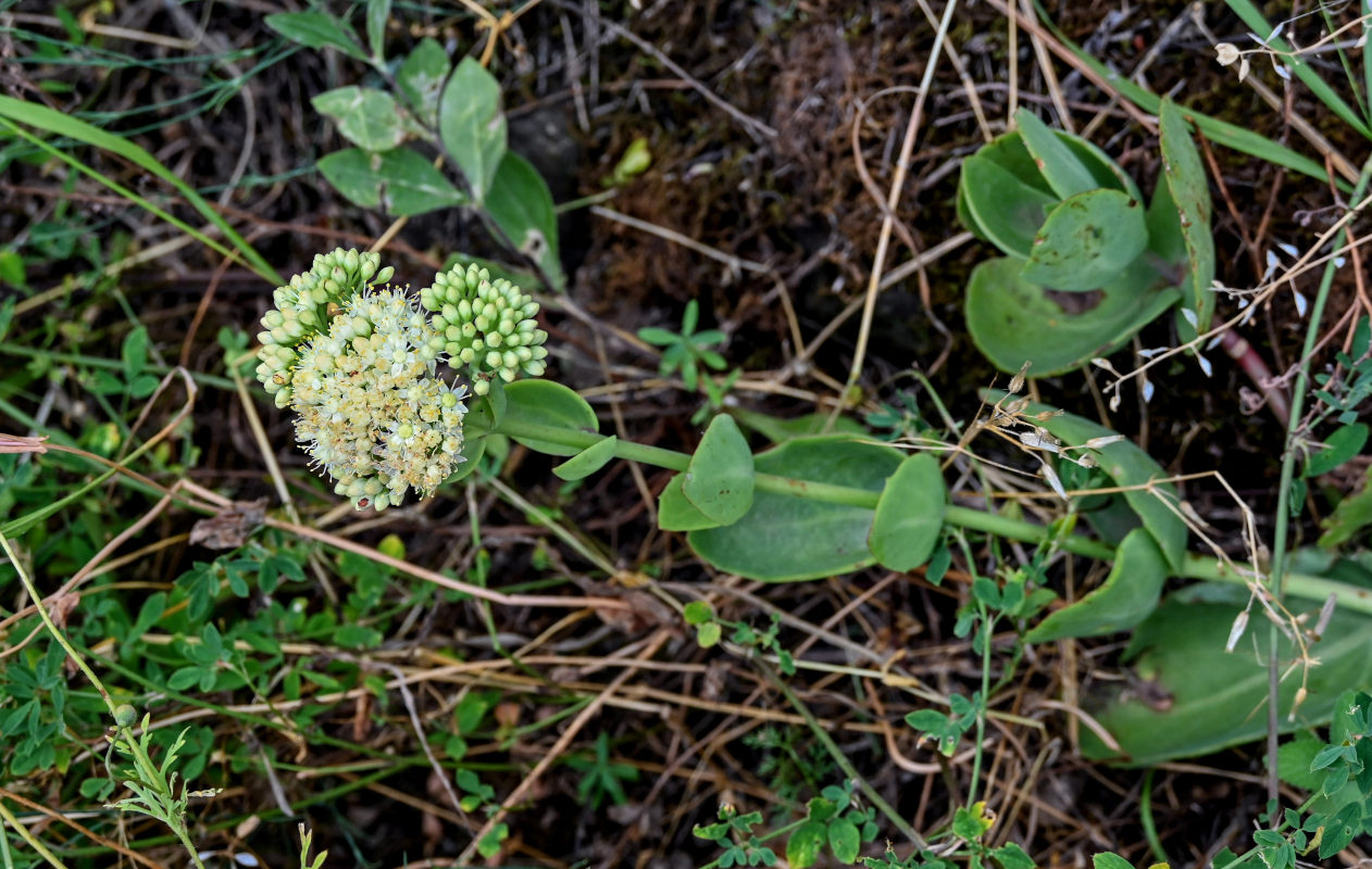 Image of Hylotelephium caucasicum specimen.