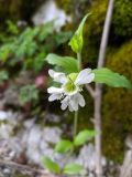 Melandrium latifolium