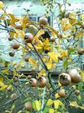 Mespilus germanica