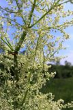 Rheum rhabarbarum