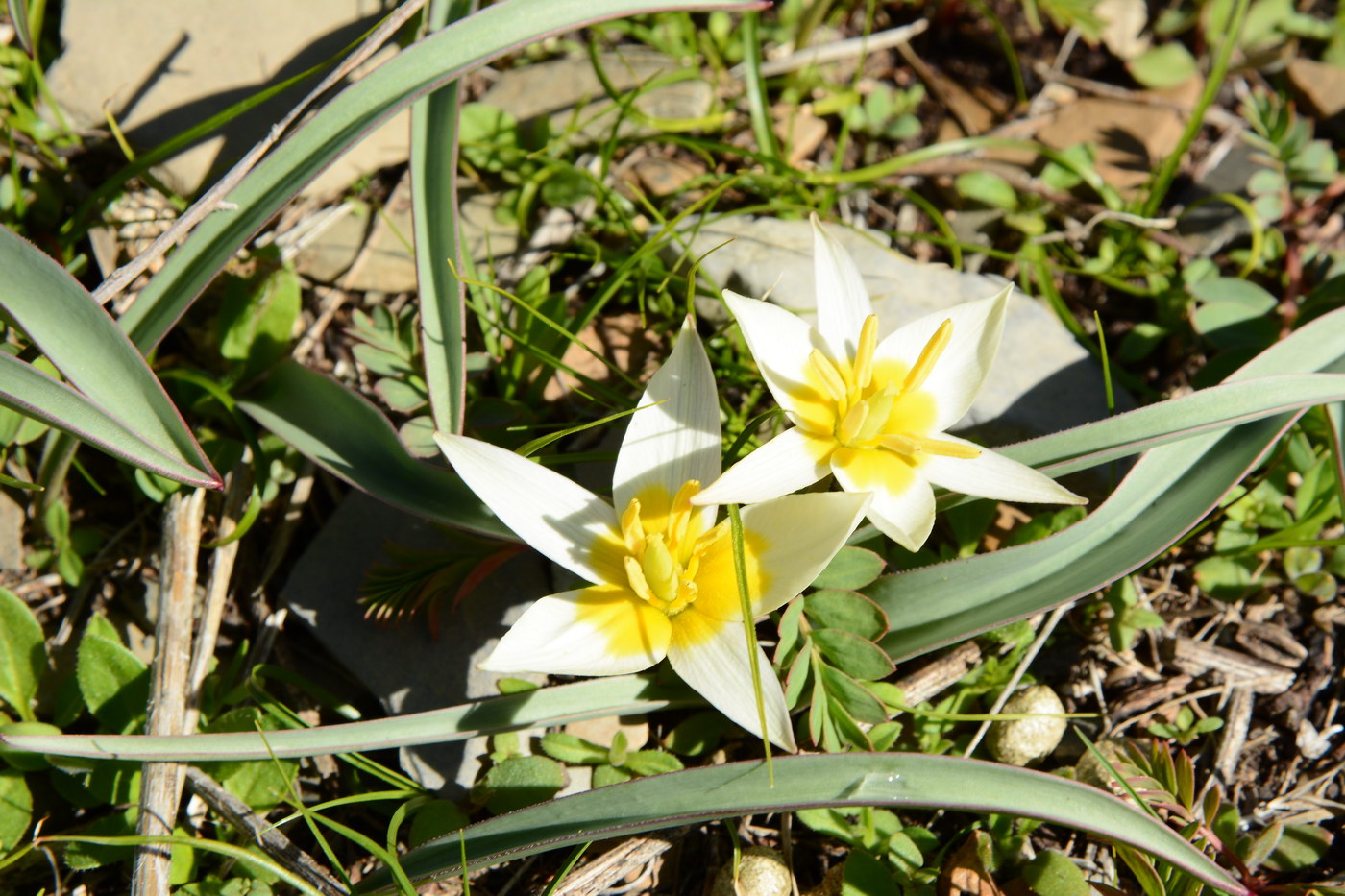 Image of Tulipa turkestanica specimen.