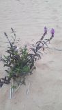 Stachys palustris