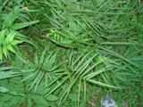 Pteris cretica