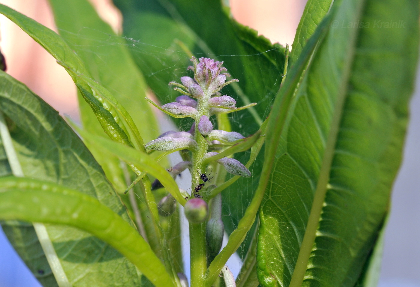 Image of Chamaenerion angustifolium specimen.
