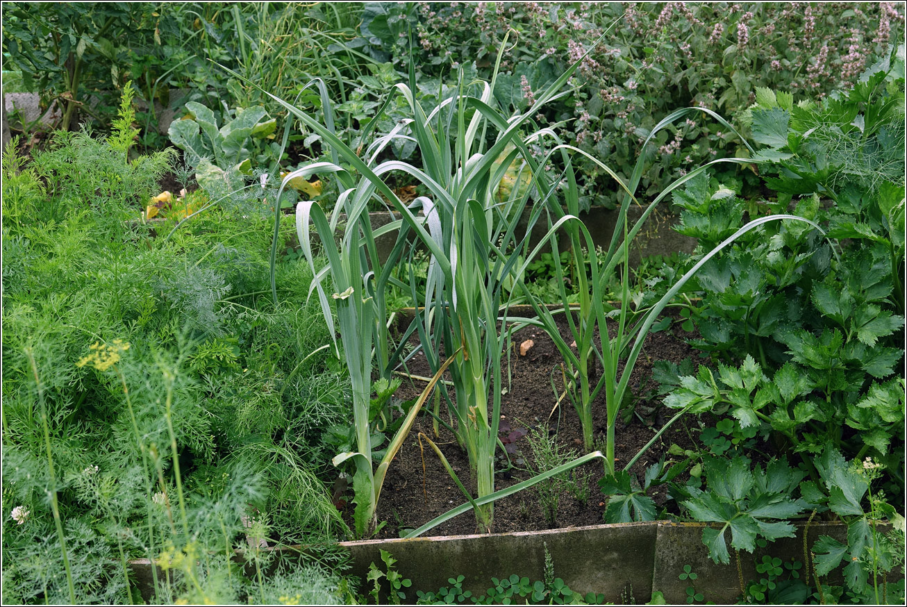 Image of Allium porrum specimen.