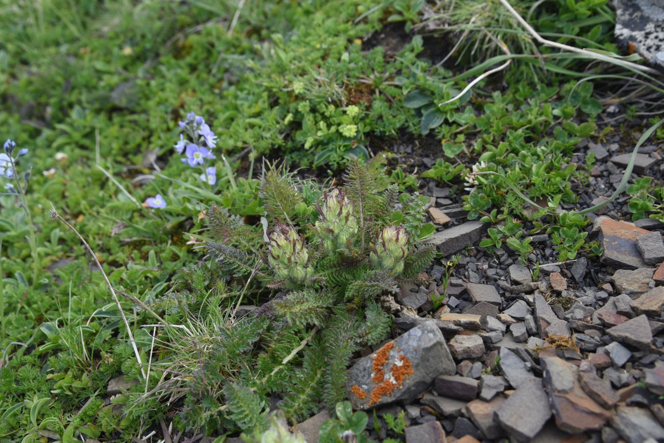 Изображение особи Pedicularis condensata.