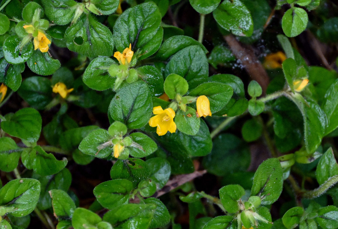 Image of Lysimachia kwangtungensis specimen.
