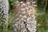 genus Eremurus