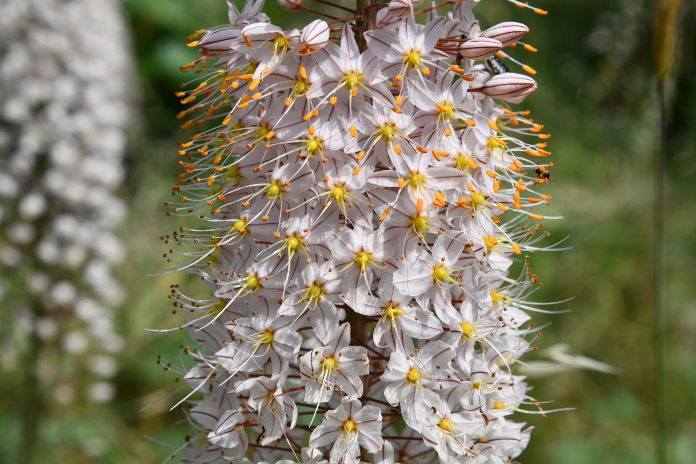 Image of genus Eremurus specimen.