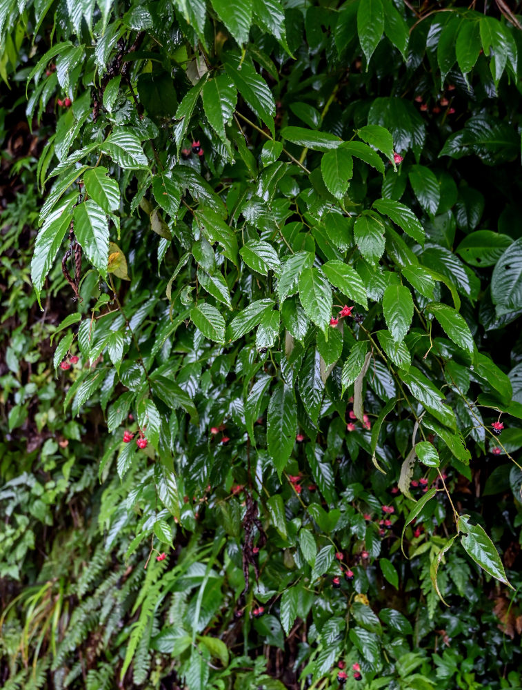 Изображение особи Rubus swinhoei.