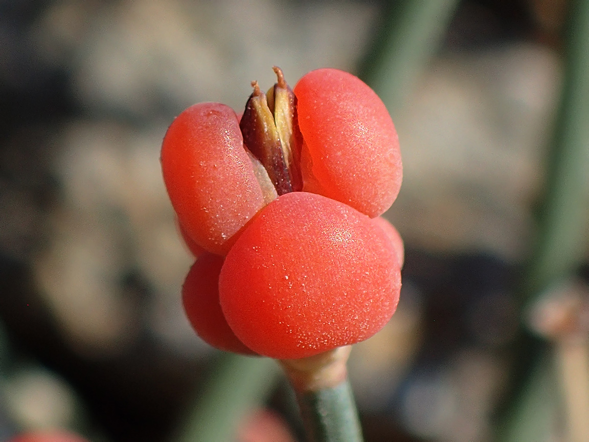 Image of Ephedra distachya specimen.