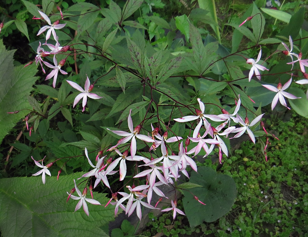 Изображение особи Gillenia trifoliata.
