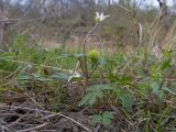 Anemone banketovii