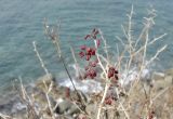 Berberis amurensis