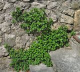 Parietaria judaica. Растения на подпорной стене. Южный берег Крыма, пгт Гурзуф. 24.04.2007.