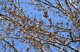 Liquidambar styraciflua