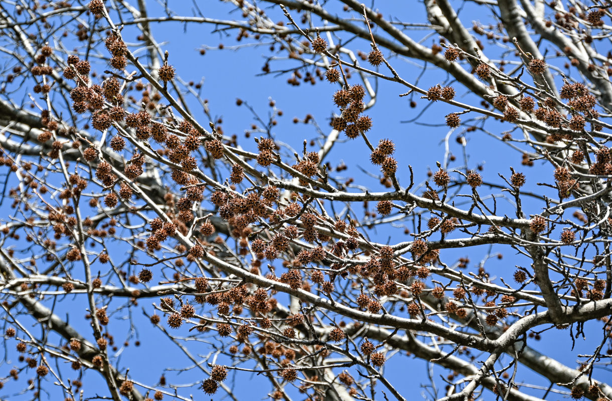 Изображение особи Liquidambar styraciflua.